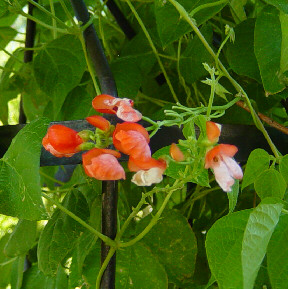 red emperor bean