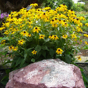 rudbeckia