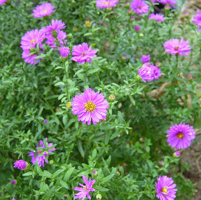 asters