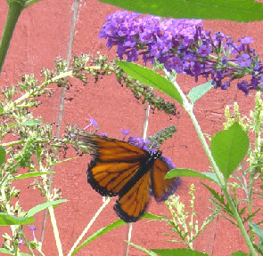 butterflys on the butterfly bush