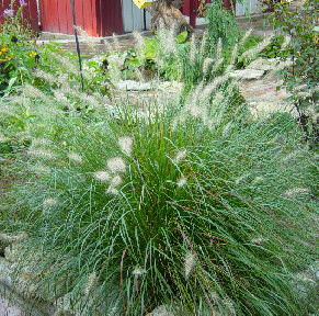 hameln fountain grass
