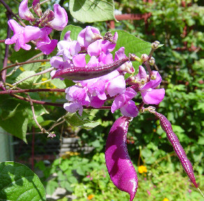 hyacinth bean