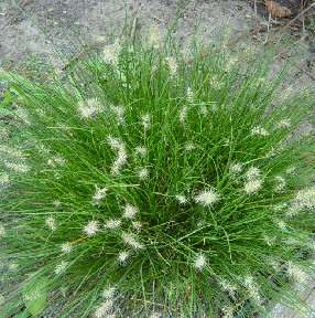 little bunny fountain grass