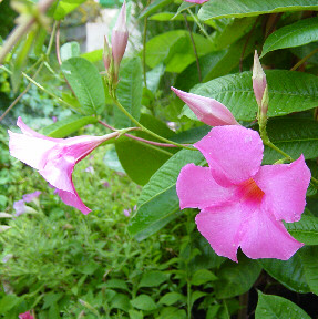 mandevilla