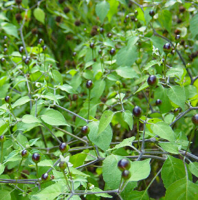 pequin peppers