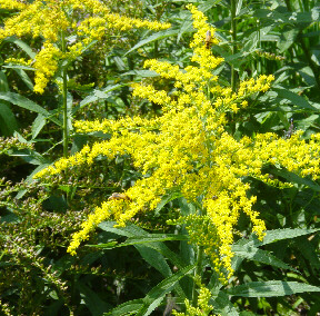 solidago