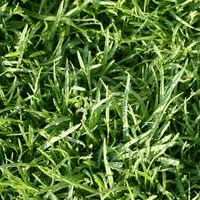 Creeping Bentgrass