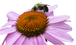 cone flower and bee